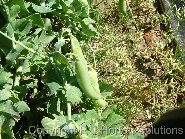 Sugar snap peas